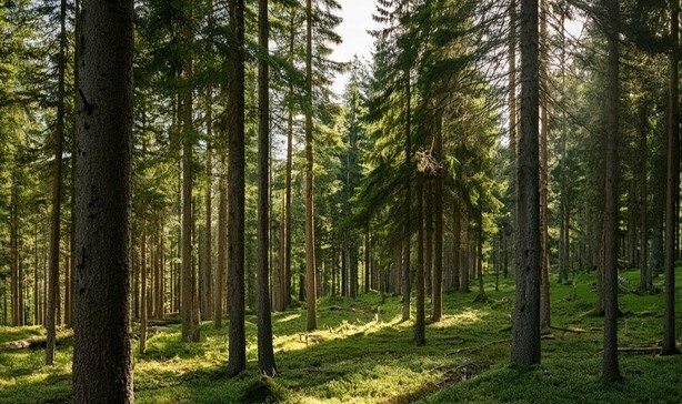 spruce forest photo 43922s